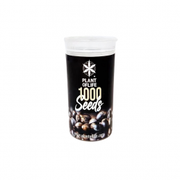 FEMINIZED SEED 1000 UNITS