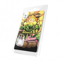 CITRONELLA SUNRISE AUTO 5...