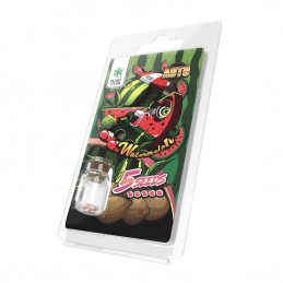 WATERMELON AUTO 5 SEMI